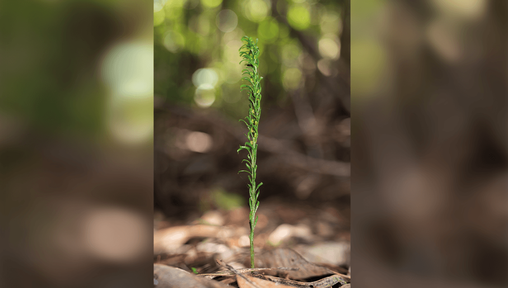 Một loài dương xỉ nhỏ tên Tmesipteris oblanceolata, chỉ mọc trên đảo Grande Terre thuộc Thái Bình Dương, đã lập Kỷ lục Guinness Thế giới với bộ  gene lớn nhất hành tinh.