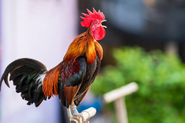 Ayam Ketawa, hay còn gọi là  gà cười Indonesia, là một giống gà độc đáo với tiếng gáy giống tiếng cười của con người.