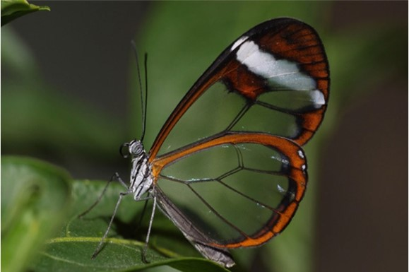  Bướm Glasswing (Greta Oto) nổi tiếng với đôi cánh trong suốt như pha lê, đã thu hút sự chú ý của giới khoa học.