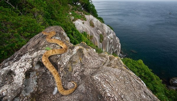 1. Đảo rắn (Brazil): Nằm ngoài khơi bờ biển Brazil, Đảo Rắn (Ilha da Queimada Grande) là một trong những địa điểm bí hiểm trên Trái đất và cũng là địa điểm nguy hiểm nhất thế giới. Hòn đảo này là nơi cư ngụ của hàng ngàn con rắn hổ lục đầu vàng, một trong những loài rắn độc nhất trên hành tinh. Những con rắn này bị mắc kẹt trên đảo hàng thế kỷ trước khi mực nước biển dâng cao, tách rời đảo khỏi đất liền.