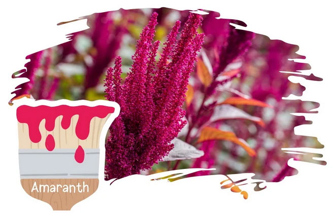 1. Amaranth – Màu cây dền: Màu đỏ tía của hoa cây dền thuộc chi Amaranthus, kết hợp giữa màu đỏ và hồng. Đây là một trong những  màu sắc hiếm gặp trong cuộc sống thường ngày mà có thể bạn chưa biết.