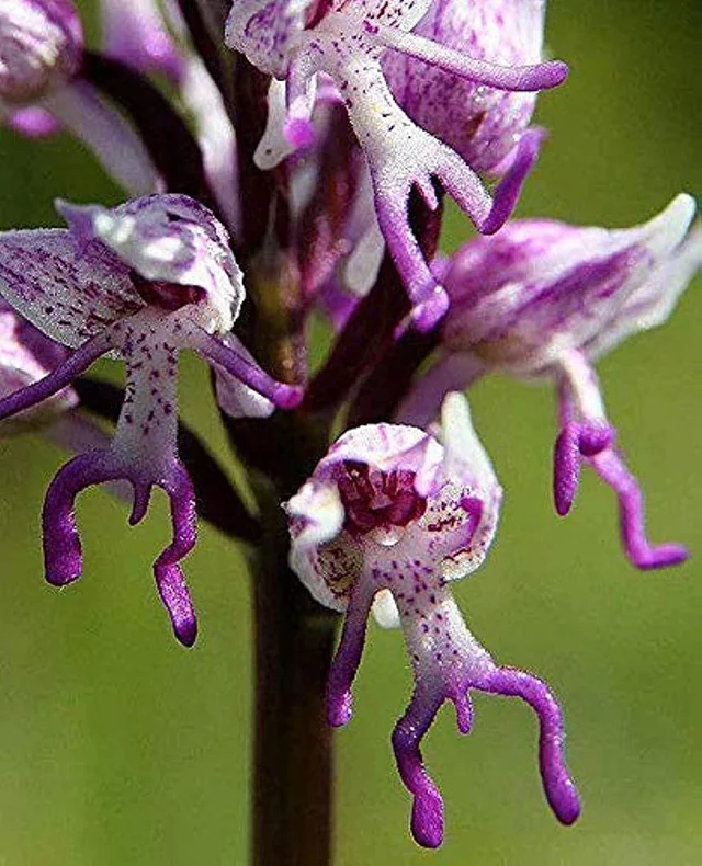 1. Hoa lan "khỏa thân" (Naked man orchid): Là một trong những loài thực vật có hình dạng giống bộ phận cơ thể người, loài phong lan Italica từ Địa Trung Hải, có hoa hình dáng giống người đàn ông khỏa thân. Mọc theo cụm lớn, cao tới 50cm, nở từ mùa xuân đến mùa hè.