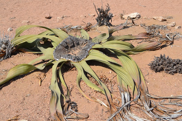 Welwitschia mirabilis là một loài thực vật sa mạc độc đáo và cổ xưa, được phát hiện lần đầu tiên vào năm 1859 bởi nhà thực vật học Friedrich Welwitsch tại sa mạc Namib, châu Phi.  Loài cây này có khả năng sống từ 1.000 đến 2.000 năm và được gọi là "hóa thạch sống".