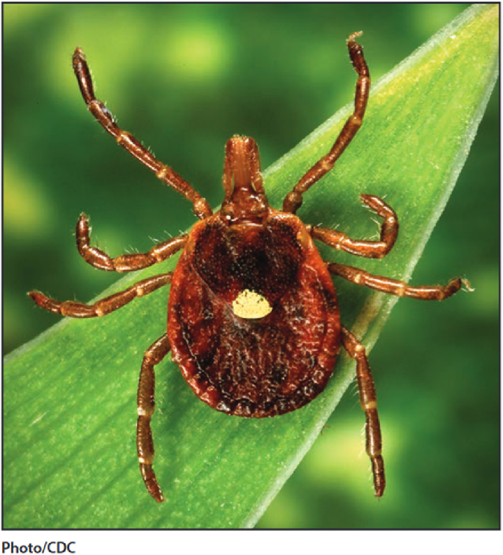 Loài  bọ ngôi sao cô đơn, hay còn gọi là Lone Star tick (tên khoa học Amblyomma americanum), sống tại miền Đông nước Mỹ và Mexico, đã trở thành một hiện tượng đáng chú ý. Khi bị con bọ này cắn, con người sẽ phải đối mặt với một dị ứng đặc biệt: dị ứng thịt.