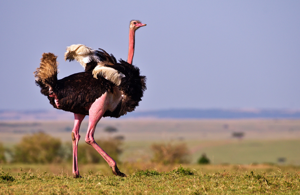 1. Đà điểu châu Phi (Struthio camelus): Là loài  chim lớn nhất trên thế giới, đà điểu châu Phi có thể cao tới 2,7 mét và nặng hơn 150 kg. Chúng có thể chạy nhanh đến 70 km/h và sở hữu đôi chân cực kỳ mạnh mẽ. Một cú đá từ chân đà điểu có thể gây thương tích nghiêm trọng, thậm chí gây tử vong cho con người. Đặc biệt, móng vuốt sắc nhọn trên ngón chân của chúng có thể dễ dàng xé toạc da thịt. (Ảnh: Birdingplaces)