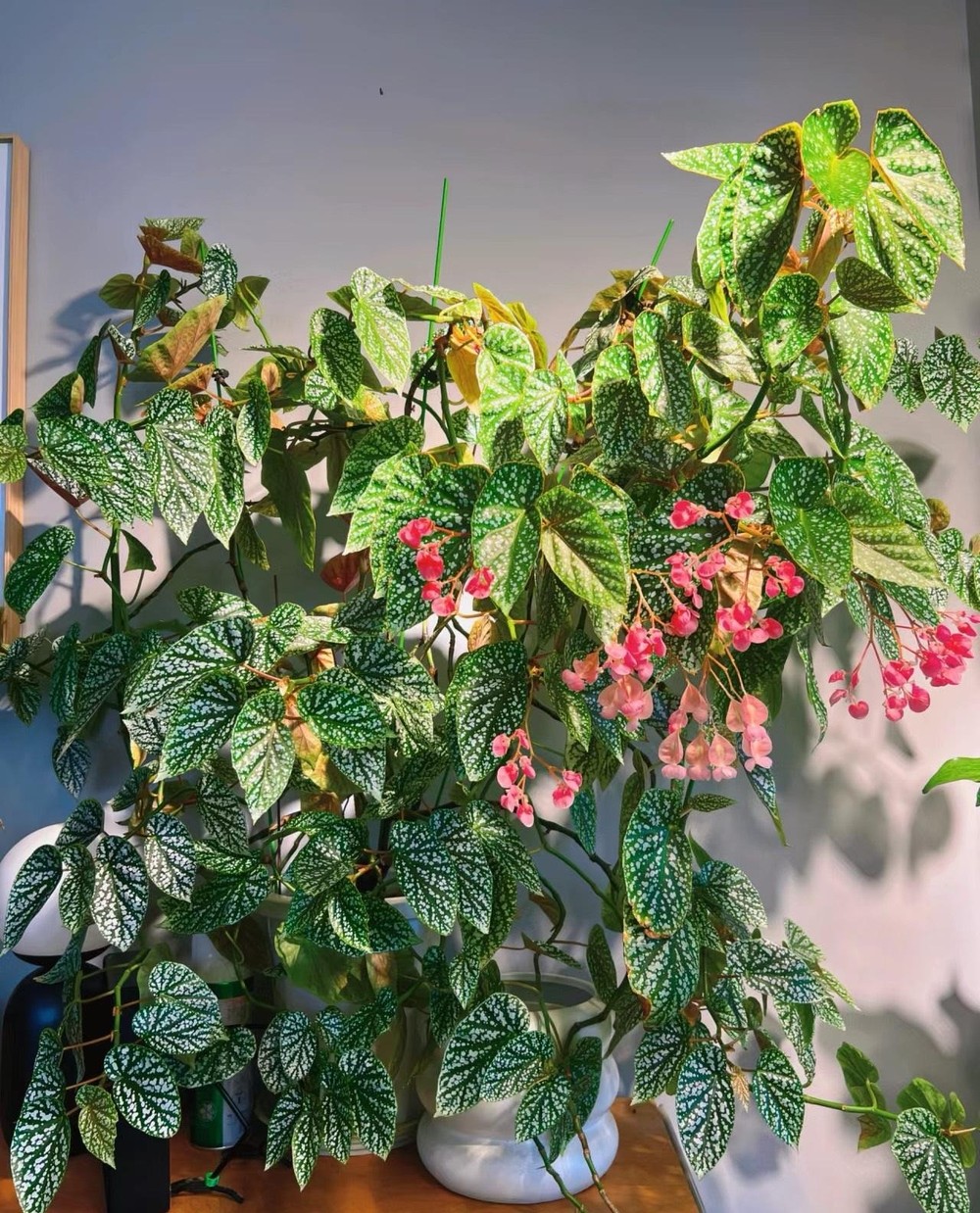 Thu hải đường tuyết phủ (Begonia "Snow Capped") là một trong những cây cảnh đẹp cả hoa lẫn lá. Chúng là giống lai của thu hải đường thân gỗ, có chiều cao hơn hẳn những cây thu hải đường thân thảo khác. 