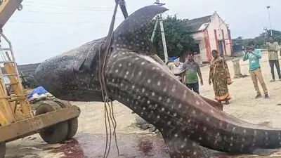 Một cần cẩu đã được sử dụng để đưa con " thuỷ quái" này vào bờ cảng Gilakaladindi, thu hút sự chú ý của người dân địa phương. Theo báo cáo, các con cá mập voi bị mắc vào lưới của ngư dân Viswanathapalli Veera Babu. Một trong số đó đã chết, còn con cá sống đã được thả trở lại đại dương do chúng không có giá trị thị trường. (Ảnh: Odisha TV)