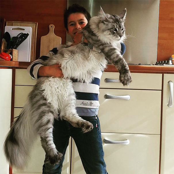 1.  Mèo Maine Coon: Con đực từ 6,8kg đến 11,3kg, con cái từ 3,6kg đến 5,4kg. Maine Coon là giống mèo nhà lớn nhất thế giới và cũng là một trong những giống mèo được yêu thích nhất. Chúng có khả năng thích nghi tốt và rất thân thiện với con người. (Ảnh: Bored Panda)