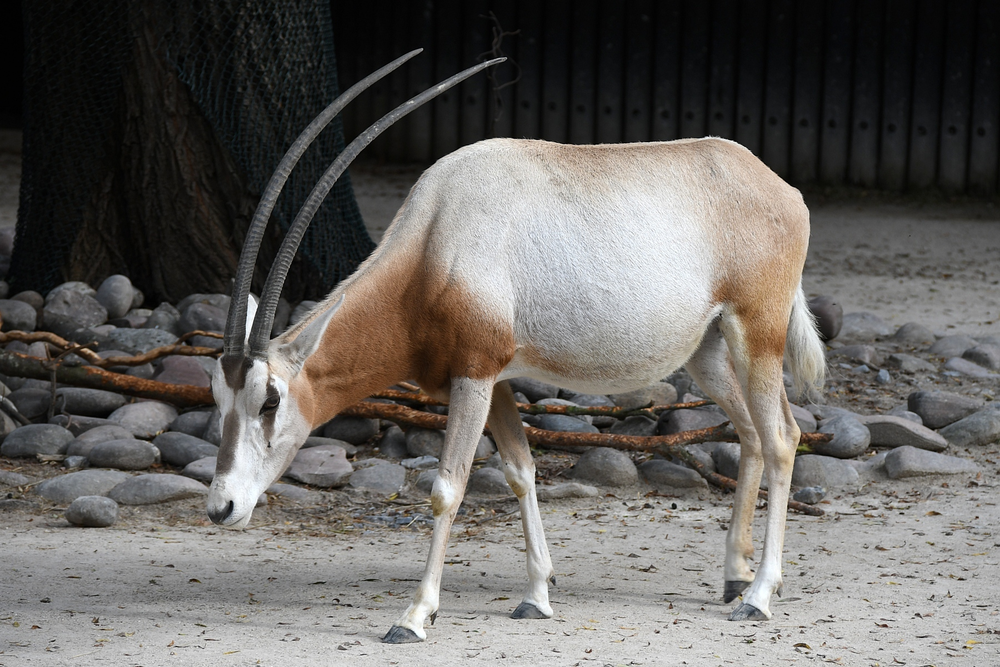  Linh dương sừng kiếm, với tên khoa học là Oryx dammah, là một loài linh dương lớn, nổi bật với cặp sừng dài và cong như thanh kiếm. (Ảnh: iNaturalist)