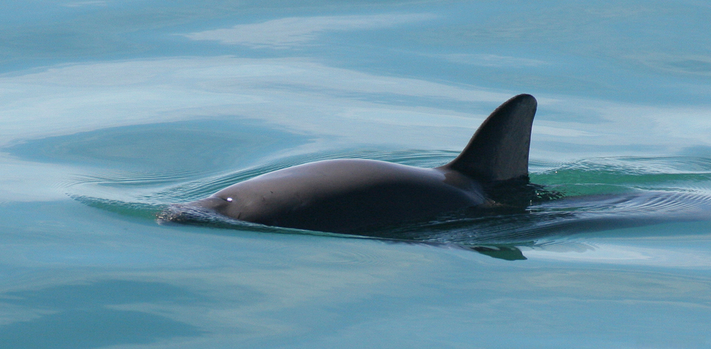  Vaquita, hay còn gọi là cá heo California (Phocoena sinus), là một trong những loài động vật có vú biển hiếm nhất và đang đối mặt với nguy cơ tuyệt chủng cao nhất trên thế giới. (Ảnh:Wikipedia)