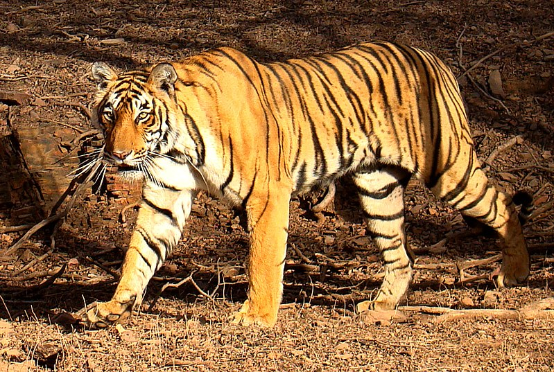  Hổ Bengal (Panthera tigris tigris), còn được biết đến với tên gọi Hổ Hoàng Gia Bengal, là một trong những phân loài hổ nổi bật trên thế giới. (Ảnh: Wikimedia)