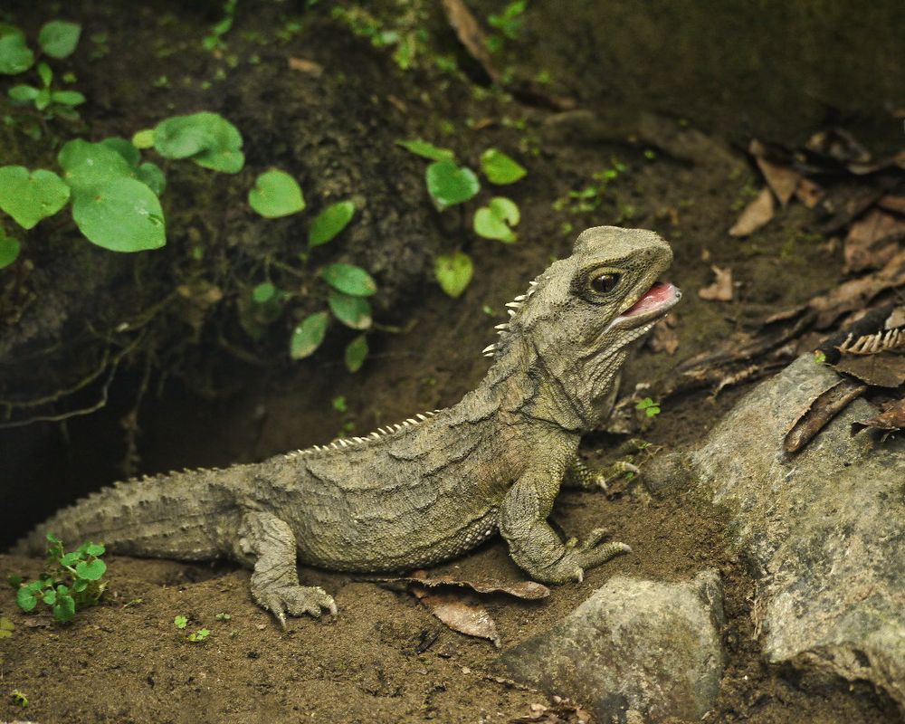 Trong bối cảnh sự tiến hóa đầy ngoạn mục của  loài vật Tuatara (Sphenodon punctatus) - một trong những loài bò sát cổ xưa nhất hành tinh, vẫn sống sót và phát triển mạnh mẽ, sự tò mò của giới khoa học và công chúng không ngừng tăng lên. (Ảnh: Wikipedia)