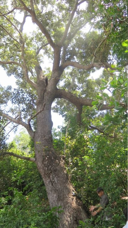 Chai lá cong (Shorea falcata Vidal) là  loài cây đặc hữu của Việt Nam, được phát hiện và công bố lần đầu vào năm 1962. Hiện tại, chỉ còn khoảng 13 cây chai lá cong cổ thụ ở Việt Nam, chủ yếu ở thị xã Sông Cầu, tỉnh Phú Yên. (Ảnh: Thiên Nhiên)