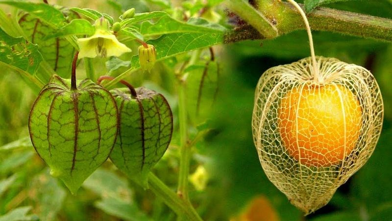  Quả tầm bóp, hay còn gọi là Physalis angulata, được coi là thảo dược quý của thế giới, mặc dù ở Việt Nam nó mọc đầy như cỏ dại. (Ảnh: Pixabay)