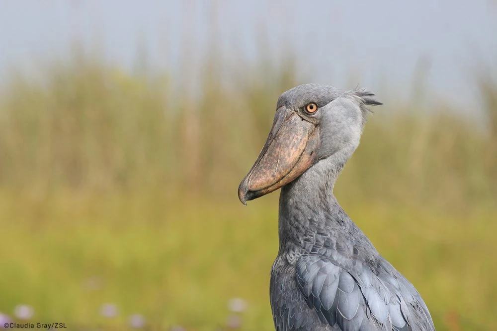 Cò mỏ giày (Balaeniceps rex) là một trong những  loài chim kỳ lạ nhất thế giới. Với vẻ ngoài độc đáo và những đặc điểm sinh học đặc biệt, loài chim này đã thu hút sự quan tâm của các nhà khoa học và những người yêu thiên nhiên trên toàn thế giới. (Ảnh: EDGE of Existence)