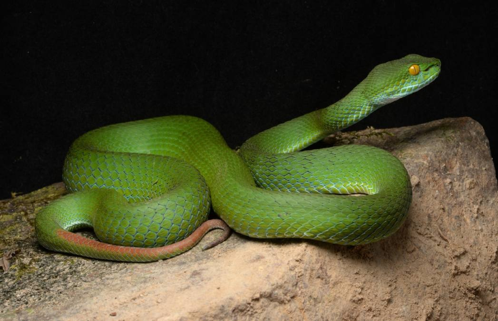 Loài rắn lục mép xanh dương (Trimeresurus cyanolabris) mới được phát hiện tại Việt Nam bởi các nhà khoa học Trung tâm Nhiệt đới Việt - Nga. (Ảnh: Species New to Science)