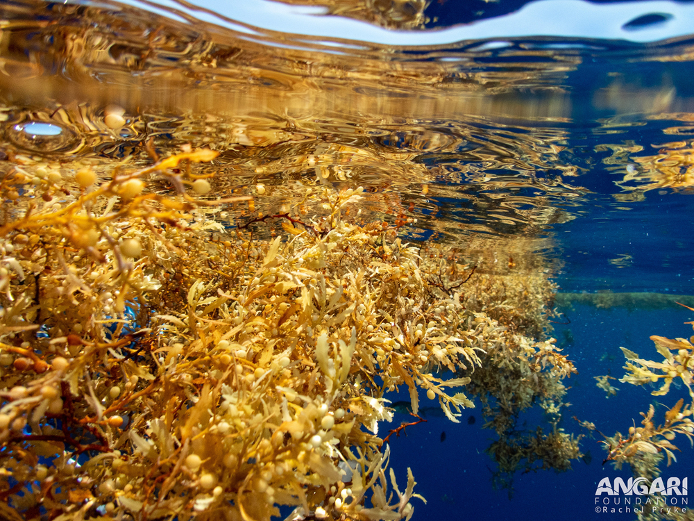 Tảo Sargassum, còn gọi là tảo mơ, là loại tảo lớn màu nâu vàng, nổi thành từng khối lớn trên mặt biển và tạo nên hệ sinh thái độc đáo và thường được ví như " rừng vàng" giữa đại dương. Với tốc độ phát triển từ 2-3 cm mỗi ngày, tảo mơ có thể dài thêm hơn 20 mét mỗi năm, bao phủ diện tích rộng lớn tương đương tổng diện tích của Pháp và Tây Ban Nha. (Ảnh: ANGARI Foundation)