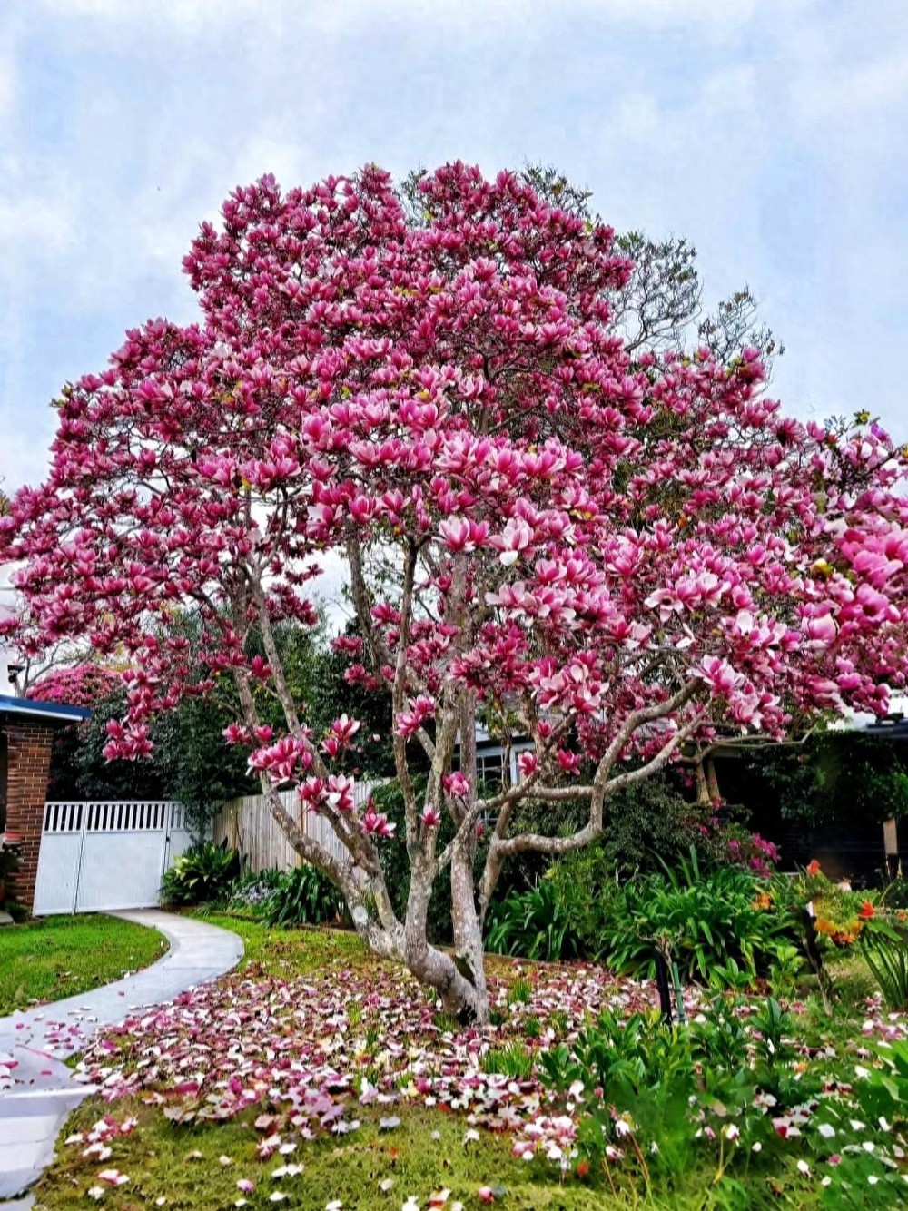 1. Cây cảnh: mộc lan: Cây cảnh mộc lan còn có tên khoa học là Magnolia. Ngoài ra nó còn được gọi với nhiều cái tên khác như: giáng hương, mộc niên, bạc ngọc lan... Loài hoa này có xuất xứ từ Đông Á, Bắc Mỹ, Trung Mỹ. Ảnh minh họa Toutiao  