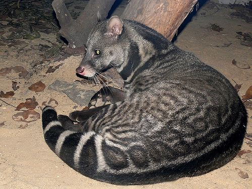 Trong lòng rừng xanh Đông Nam Á, loài  cầy giông sọc (Large-spotted Civet Viverra megaspila), một loài thú quý hiếm từng bị nghĩ đã tuyệt chủng, nhưng sự tái xuất của chúng vào năm 2016 tại Việt Nam đã làm nức lòng giới khoa học và bảo tồn. Phát hiện này là minh chứng cho sức sống mãnh liệt và sự kỳ diệu của thiên nhiên, đồng thời là lời nhắc nhở về tầm quan trọng của công tác bảo tồn. (Ảnh: Palm Oil Detectives)