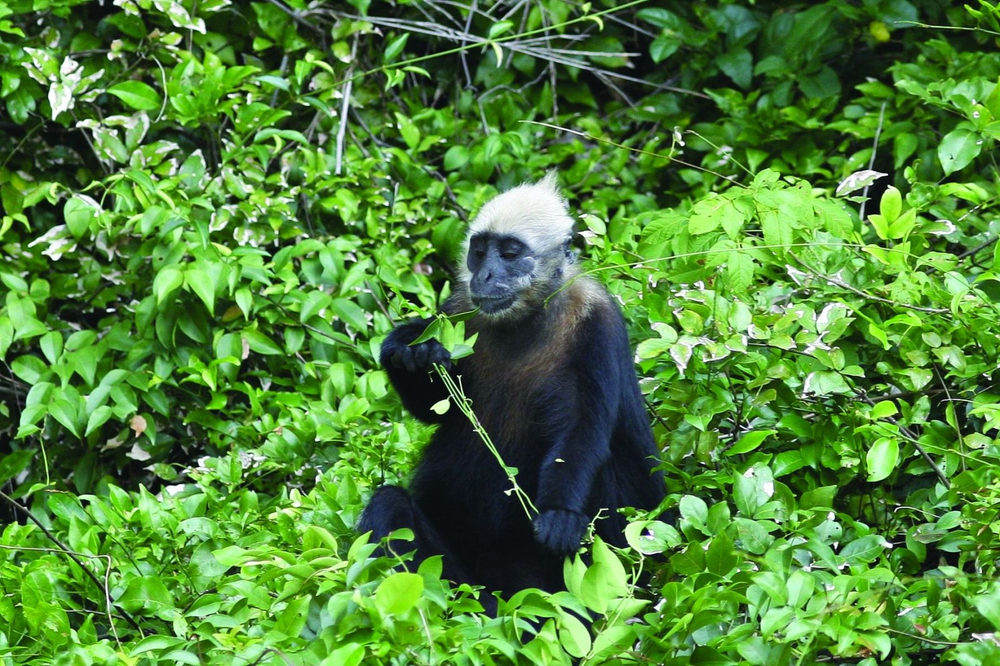 Voọc đầu trắng, hay còn gọi là voọc Cát Bà (Trachypithecus poliocephalus), là  loài vật quý hiếm chỉ còn tồn tại ở đảo Cát Bà, Việt Nam. Hiện chỉ còn khoảng 90 cá thể voọc đầu trắng, và loài này đang đứng trước nguy cơ tuyệt chủng cao nhất hành tinh. (Ảnh: