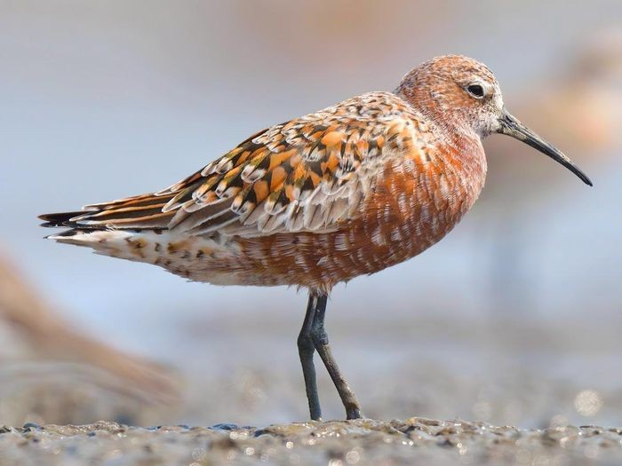 Rẽ bụng nâu (Curlew sandpiper) dài 19 - 22cm, là loài di cư, trú đông không phổ biến tại Đông Bắc, Trung, Nam Trung Bộ và Nam Bộ. Sinh cảnh của loài chim này là bãi bùn lầy ven biển, ao nuôi trồng thủy sản, dọc các sông lớn. Tình trạng bảo tồn: Sắp bị đe dọa (Sách Đỏ UICN).