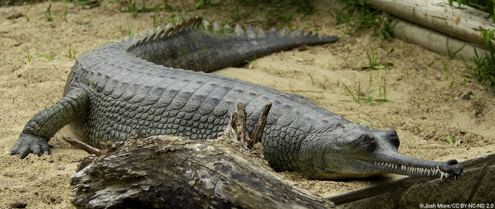  Cá sấu Gharial (Gavialis gangeticus), sống ở vùng sông nước Ấn Độ và Nepal, là loài cá sấu kỳ lạ với "ghara" ở cuối mõm - một cục u hình bóng đèn giúp hấp dẫn con cái. (Ảnh: EDGE of Existence)