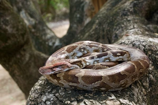 1. Trăn đất (Python molurus): Trăn đất, hay còn gọi là trăn Ấn Độ, là thành viên của "tam đại  mãng xà" nổi tiếng thế giới. Loài này có thể đạt chiều dài lên đến 6 mét và nặng hơn 90 kg. Trăn đất có màu sắc chủ yếu là màu nâu với các mảng đen và xám, giúp chúng ngụy trang hiệu quả trong môi trường tự nhiên. (Ảnh: Wild Herps)