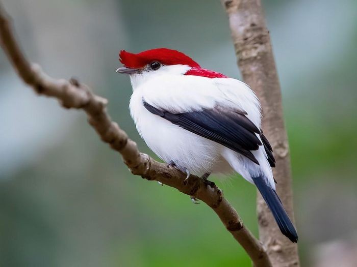  Chim di Araripe (Antilophia bokermanni) dài 15cm, là loài chim đặc hữu của cao nguyên Araripe, Đông Bắc Brazil. Loài chim có màu lông dễ nhận biết này được phát hiện vào năm 1998, là loài nằm trong diện nguy cấp.