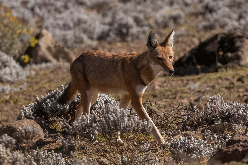 Sói Ethiopia (Canis simensis) đang đứng trước nguy cơ tuyệt chủng nghiêm trọng dù đã tồn tại hơn 1 triệu năm. Với bộ lông màu đỏ rực rỡ và mảng trắng nổi bật, loài  động vật ăn thịt này này sinh sống ở các vùng núi cao trên 3.000 mét tại Ethiopia. (Ảnh: Wikipedia)