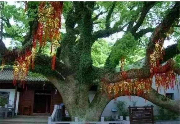  Loài cây trăn Phổ Đà (Putuo Hornbeam) tại Chiết Giang, Trung Quốc được coi là cây quý nhất thế giới và duy nhất tồn tại tự nhiên. (Ảnh: DNVN)