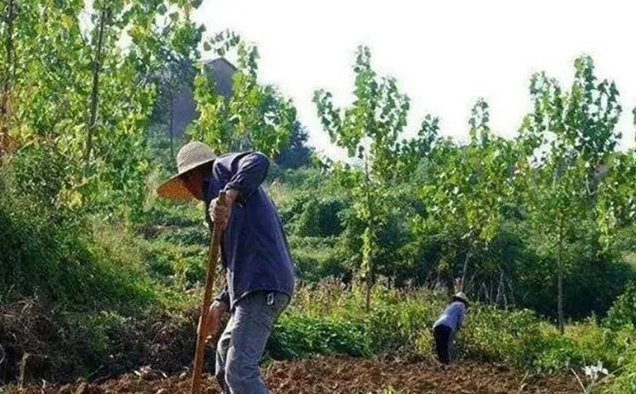 Vào năm 1975, một lão nông ở Bảo Kê, Thiểm Tây, Trung Quốc, bị  rắn cắn khi đang làm đồng. (Ảnh: Aboluowang)