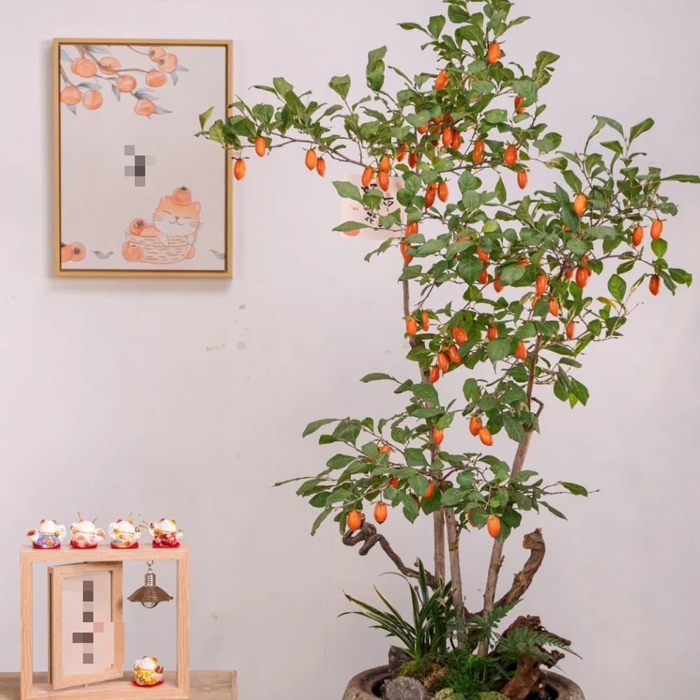 1. Cây cảnh: Hồng đá.  Cây cảnh hồng đá (tên tiếng Anh là Diospyros cathayensis hoặc Cathay persimmon) có giá trị làm cảnh rất cao kể cả khi chúng chỉ có lá, ra hoa hoặc ra quả.  