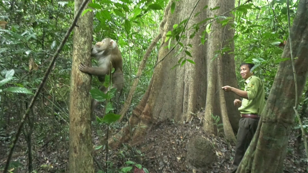 Cá thể  khỉ đuôi lợn này này được người dân phát hiện và tự nguyện giao nộp cho Hạt Kiểm Lâm huyện Đức Linh. Khỉ đuôi lợn thuộc danh mục động vật rừng nguy cấp cần được bảo vệ nghiêm ngặt theo Nghị định 84/2021/NĐ-CP. Thời gian gần đây, người dân Đức Linh ngày càng ý thức hơn trong việc bảo tồn động vật hoang dã, quý hiếm. (Ảnh: Báo Bình Thuận)