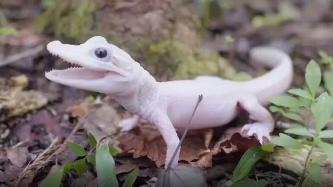 Công viên giải trí Florida vừa công bố sự ra đời của  cá sấu leucistic, loài cá sấu quý hiếm nhất thế giới với vảy trắng và đôi mắt xanh pha lê. (Ảnh: Florida Today)