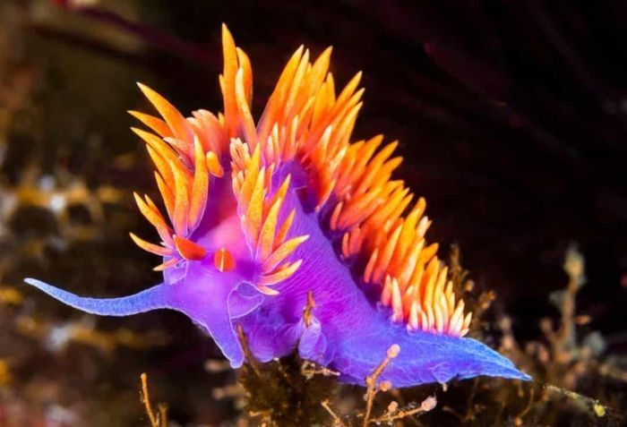 Nudibranch là một loài  động vật thân mềm, sống ở vùng biển nhiệt đới và có họ hàng với sên biển. Chúng là một trong số những sinh vật rực rỡ nhất đại dương.