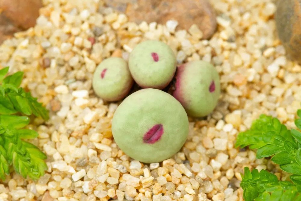 Conophytum pageae, một  loại cây thuộc họ phiên hạnh, gần giống như sen đá, có nguồn gốc từ Cape Province của Nam Phi và nam Namibia. (Ảnh: Nature of Home)