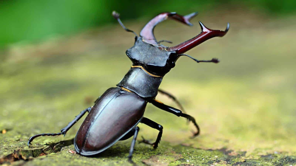 Bọ cánh cứng Stag Beetles được mệnh danh là loài  côn trùng đắt nhất thế giới, có giá tới 2 tỷ đồng/con nhờ ngoại hình độc đáo và sự khan hiếm.(Ảnh: Planet Natural)