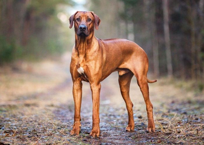  Chó lông xoáy Nam Phi hay chó xoáy lưng Rhodesian là một giống chó săn Nam Phi có nguồn gốc từ những con chó săn châu Phi, được du nhập sang châu Âu vào thế kỷ 17