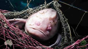 Cá blobfish (cá giọt nước) được Hiệp hội bảo tồn  động vật xấu xí (Ugly Animal Preservation Society) bình chọn là loài động vật xấu xí nhất thế giới năm 2013. (Ảnh: Aussie Animals)