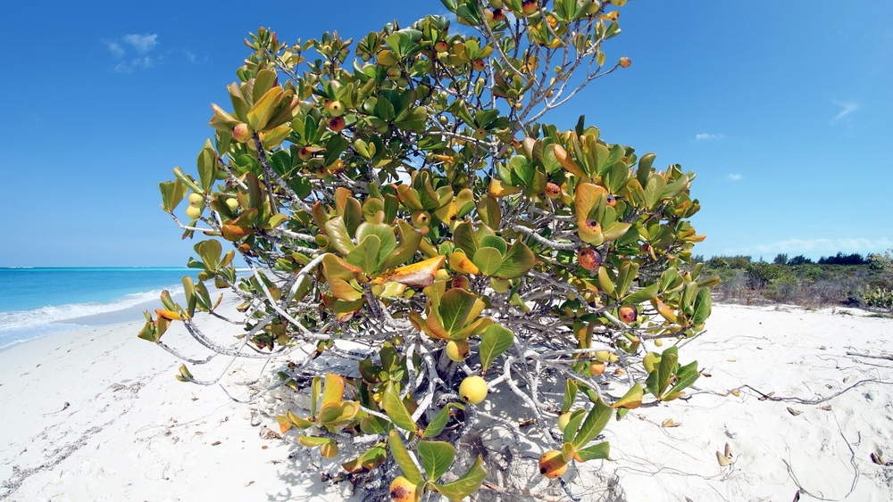 1. Cây manchineel:  Loài cây  nguy hiểm nhất thế giới có nhựa độc chứa phorbol, chỉ cần chạm vào cũng có thể gây bỏng rộp da nghiêm trọng. (Ảnh: TheTravel)