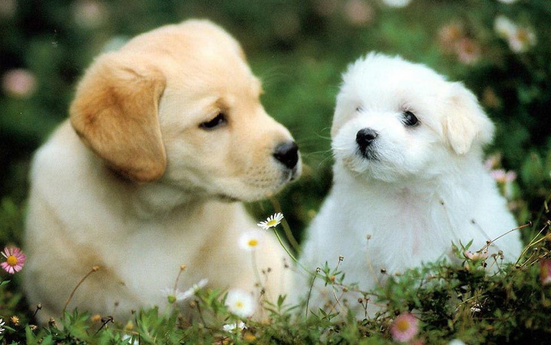 Con giáp này ít người để ý nhưng lại chắc chắn, không lan man với các mối quan hệ vô bổ. Nếu bản mệnh còn độc thân thì đây là cơ hội để hai người tính chuyện trăm năm.