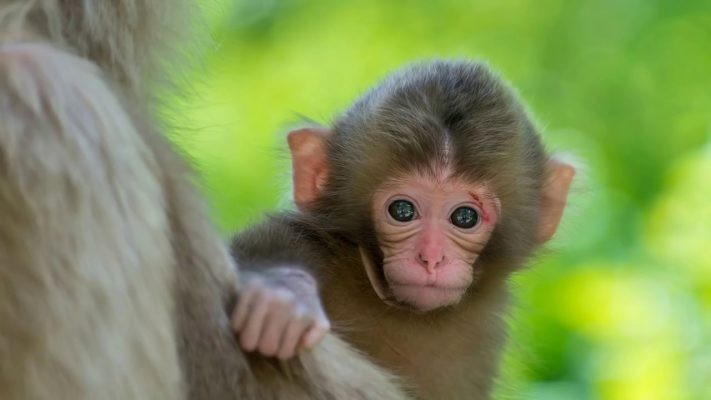Việc làm ăn kinh doanh của bản mệnh thuận lợi hơn bao giờ hết, tài lộc ùn ùn đổ về nhà, chẳng thấy có gì cản trở. Thường thói đời “đen tình đỏ bạc” nhưng tuổi Thân đỏ bạc lại đỏ cả tình.