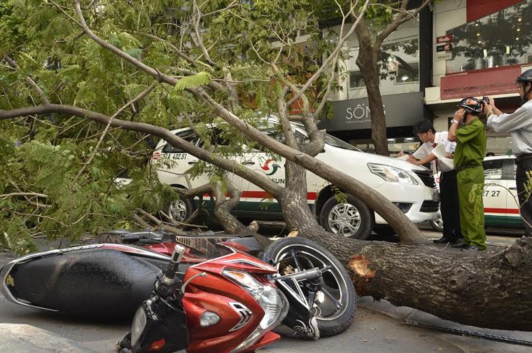 Khoảng 14h30 chiều nay (30/5), mặc dù trời quang mây tạnh nhưng một cây xanh cao hàng chục mét, đường kính hơn 70cm tại giao lộ Pasteur - Lê Thánh Tôn (phường Bến Nghé, quận 1) bật gốc đè bẹp chiếc taxi và xe máy của một người đàn ông.