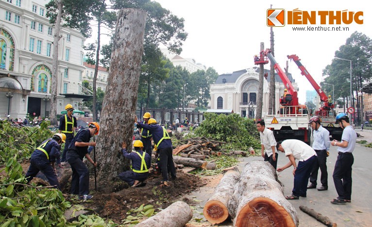 Sau sự kiện đốn hàng loạt cây cổ thụ tại công trường Lam Sơn ở trung tâm TP HCM để làm nhà ga metro, nhiều người dân TP HCM đã vô cùng tiếc nuối vì mất đi những chiếc "lá phổi xanh" quen thuộc có tuổi đời hàng trăm năm.