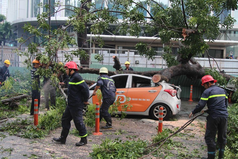 Đến hơn 16 h chiều nay (20/9), hiện trường  cây cổ thụ bật gốc, đè bẹp ô tô giữa trung tâm TP. HCM vẫn đang được các ngành chức năng phối hợp thu dọn, xử lý.