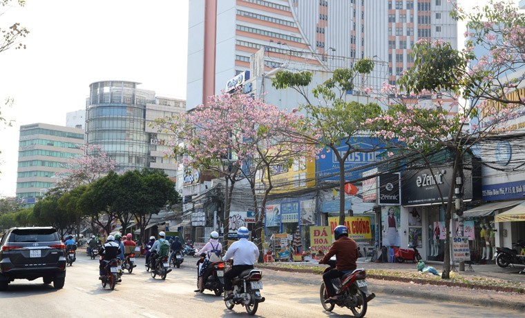 Những ngày này, trên một số tuyến đường như Võ Văn Kiệt, Võ Thị Sáu, Điện Biên Phủ…,  hoa kèn hồng đã bung nở rực rỡ.