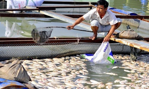 Công an khảo sát vụ cá chết hàng loạt tại Đồng Nai