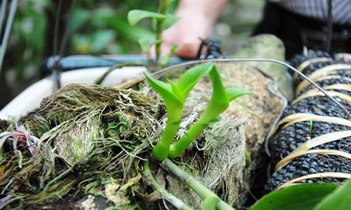 Chiêm ngưỡng “mỹ nhân” hoàng thảo phi điệp độc nhất tại Đền Hùng