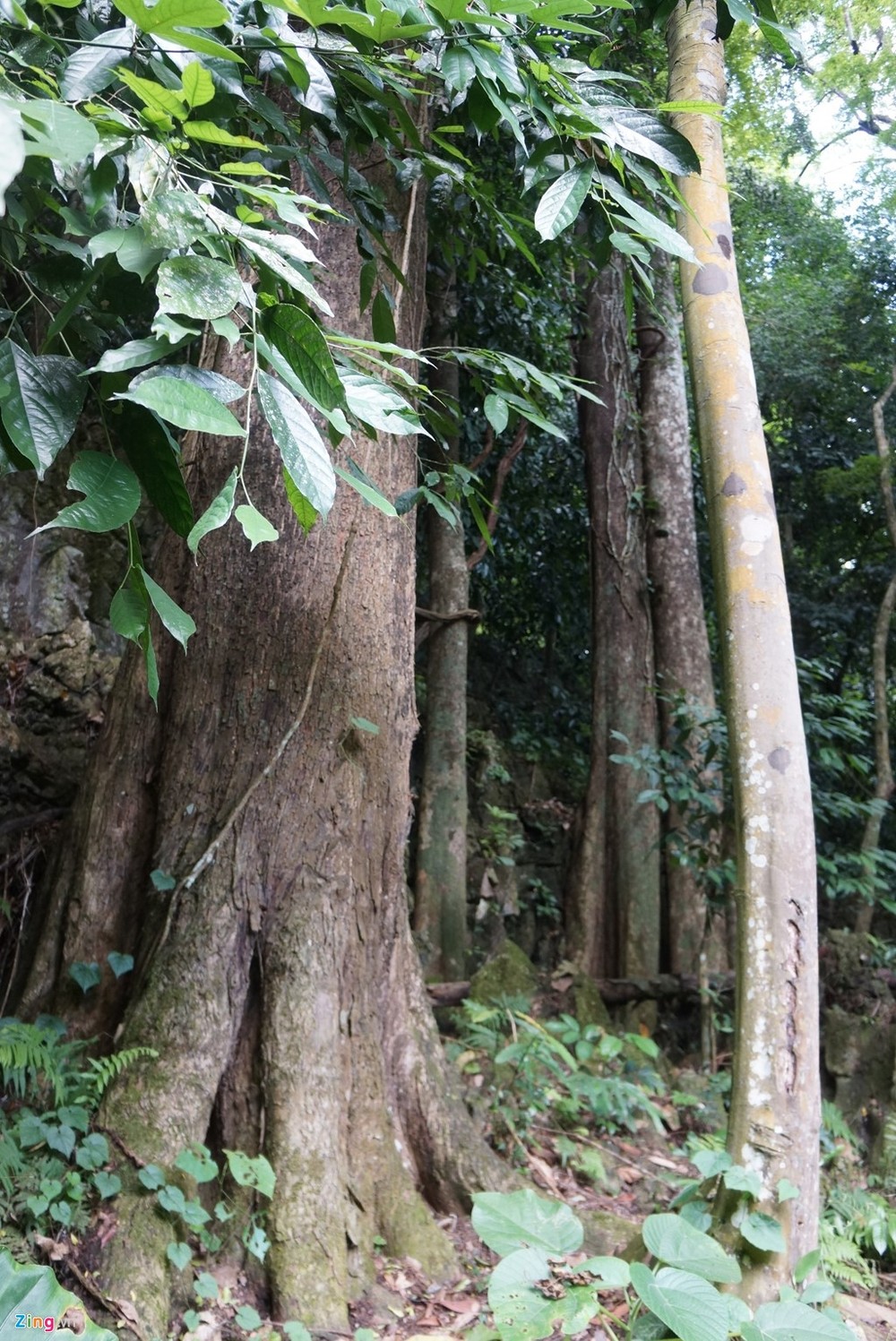  Khu bảo tồn thiên Pù Luông (thuộc địa phận huyện Bá Thước và Quan Hóa, Thanh Hóa) được đánh giá đóng vai trò quan trọng trong việc phòng hộ đầu nguồn sông Mã. Từ khi được thành lập năm 1999, việc bảo vệ hệ sinh thái rừng là vấn đề đau đầu cho các nhà quản lý.