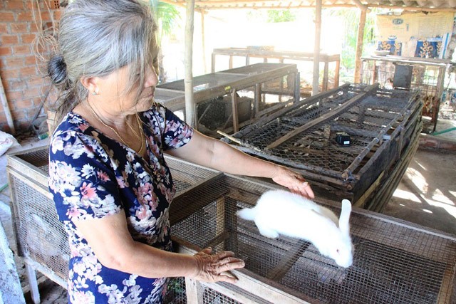 Hiện tại, gia đình bà Hồ Thị Thủy (trú xã Cát Hiệp, huyện Phù Cát, Bình Định) đang nuôi 5 con thỏ (4 cái, 1 đực) với hệ thống chuồng nuôi kiên cố.